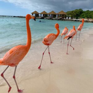 PAQUETE ARUBA