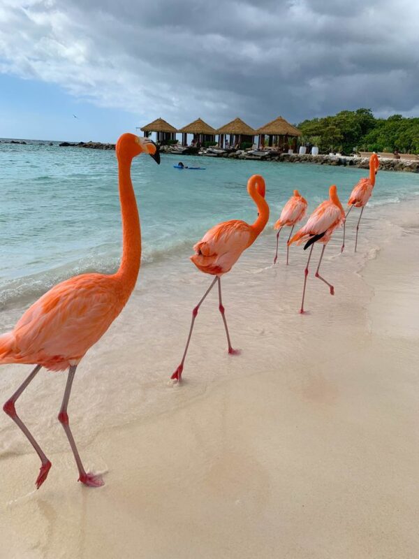 PAQUETE ARUBA