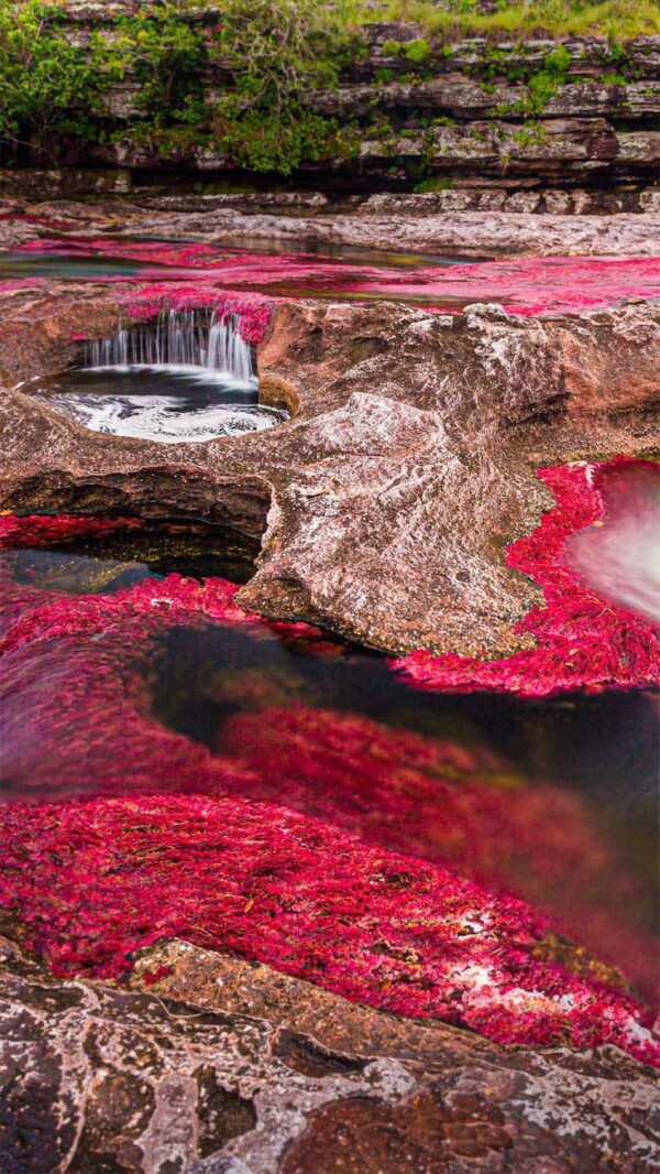 LA MACARENA (CAÑOS CRISTALES)