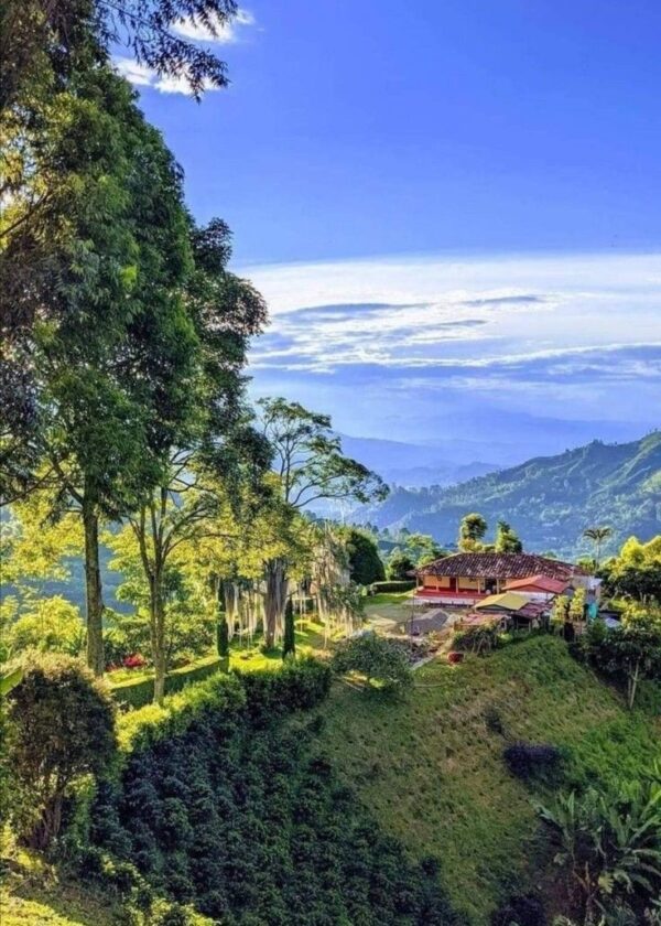 ARMENIA (EJE CAFETERO) - Imagen 7
